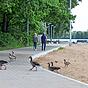 Gänsekot: Kann diese neue Idee das Problem am Allersee lösen?